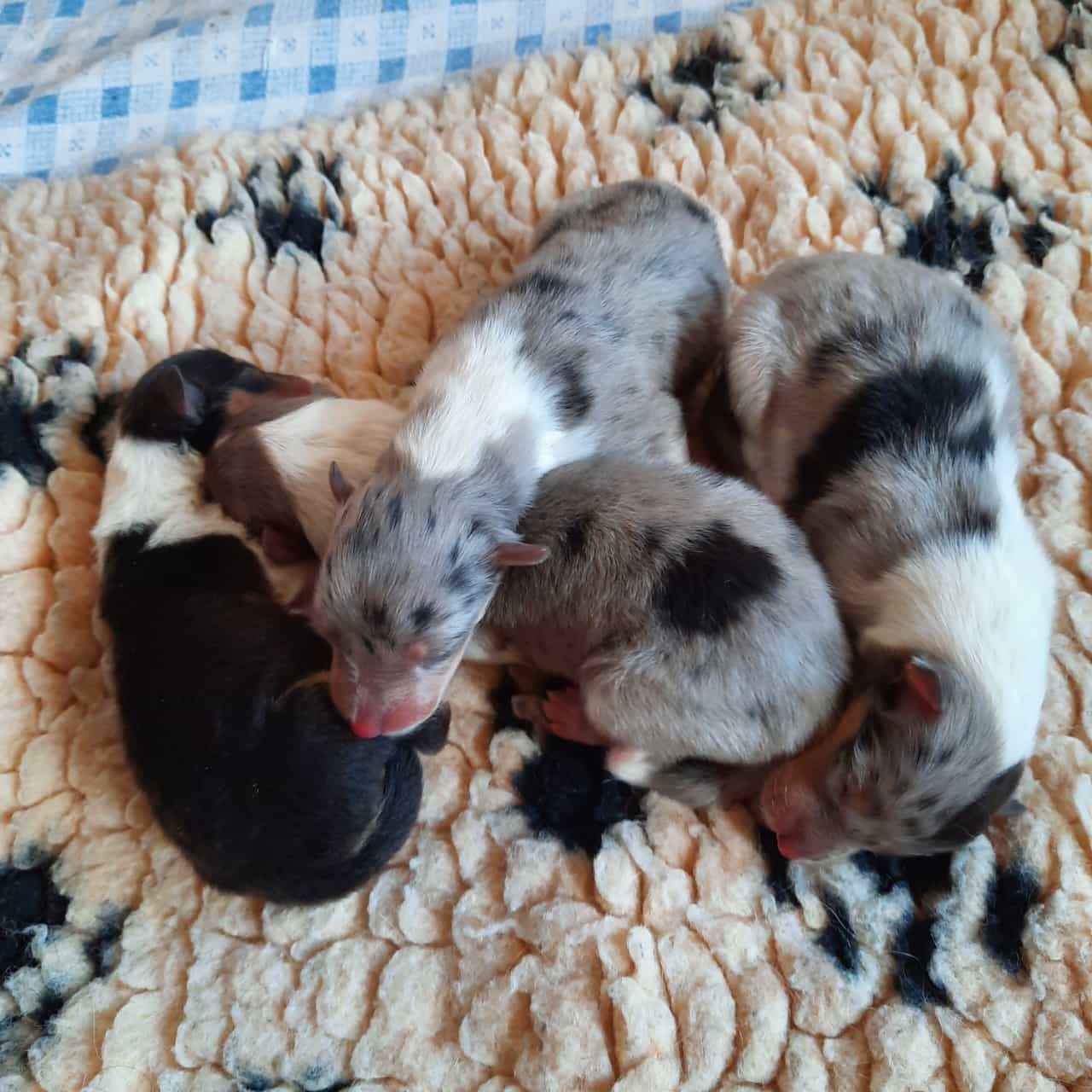 Collies vom Hahneflüsschen